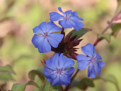 Ceratostigma wilmottianum dettaglio dei fiori