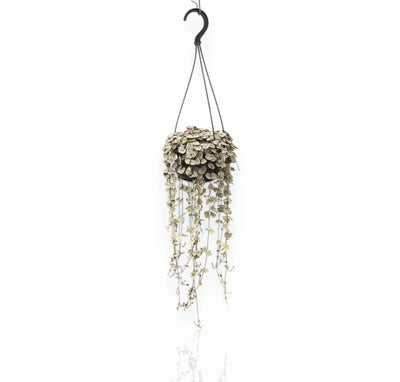 Ceropegia woodii variegata in vaso sospeso con lunghi tralci ricadenti e foglie a cuore variegate