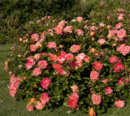Cespuglio di rosa ‘Peach Drift’ ricoperto di piccoli fiori rosa pesca.