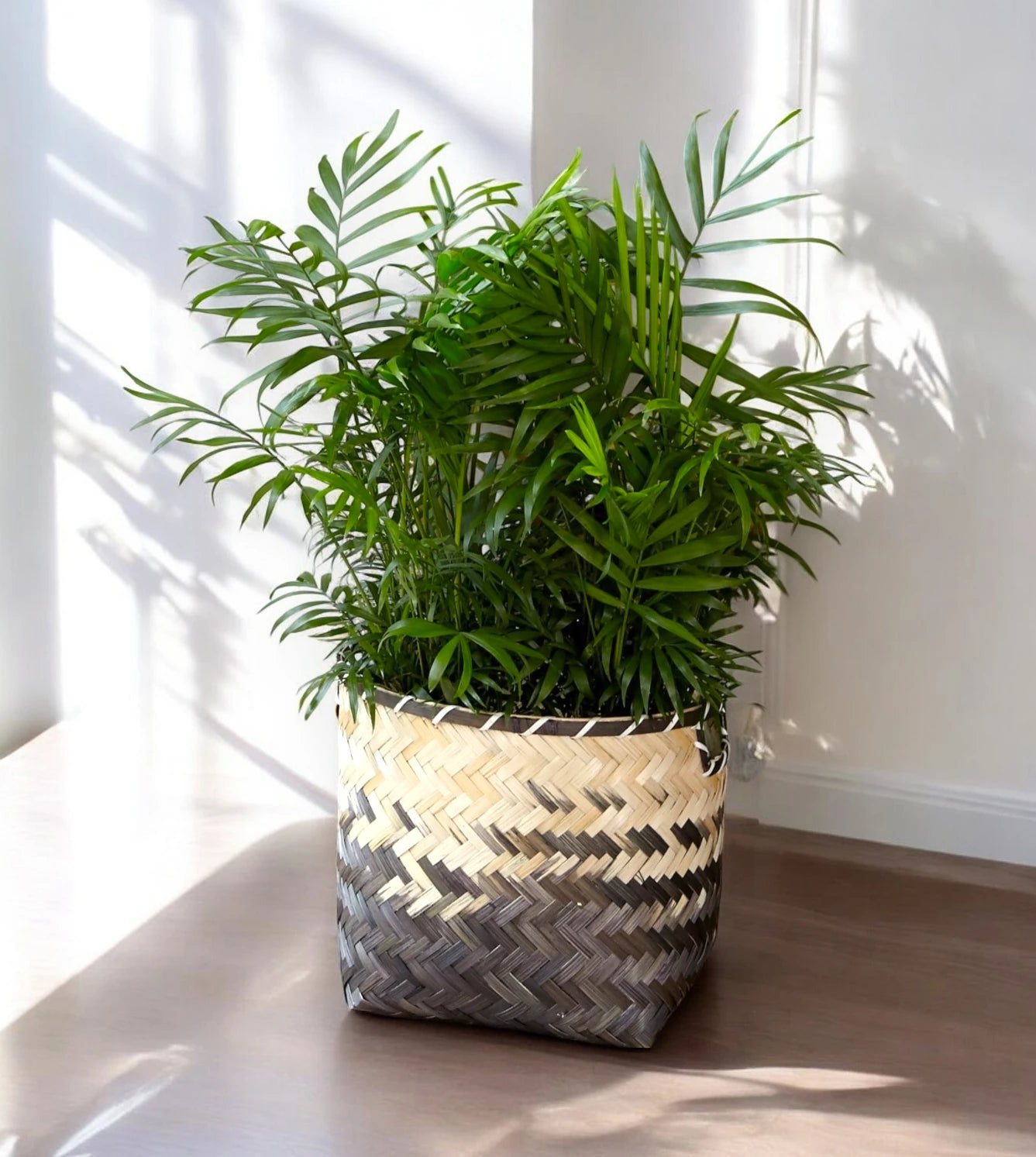 Chamaedorea elegans in sala decorativa