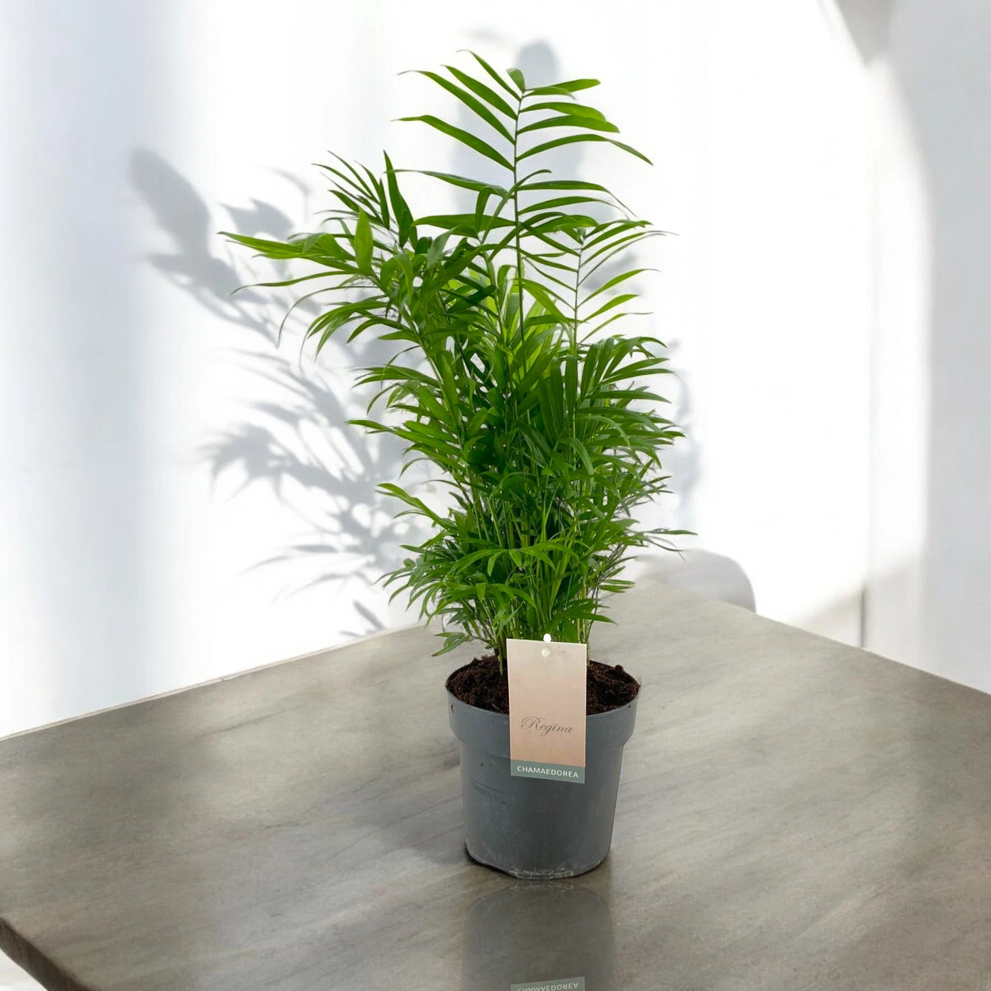 Chamaedorea elegans sul tavolo