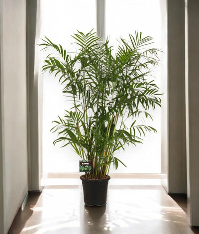 Chamaedorea seifrizii