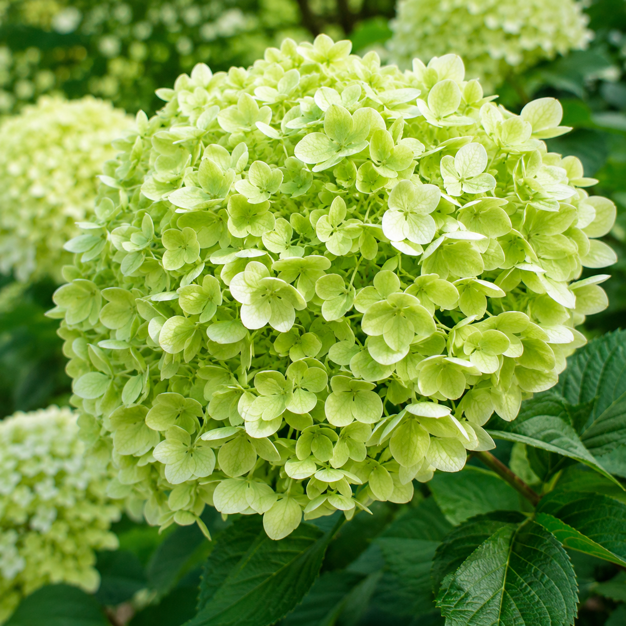 Ortensia - Hydrangea arborescens 'Lime Rickey' in giardino