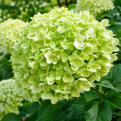Ortensia - Hydrangea arborescens 'Lime Rickey' in giardino