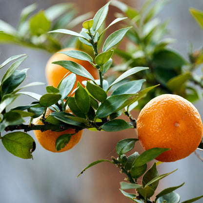 Chinotti maturi di colore arancione tra il fogliame minuto