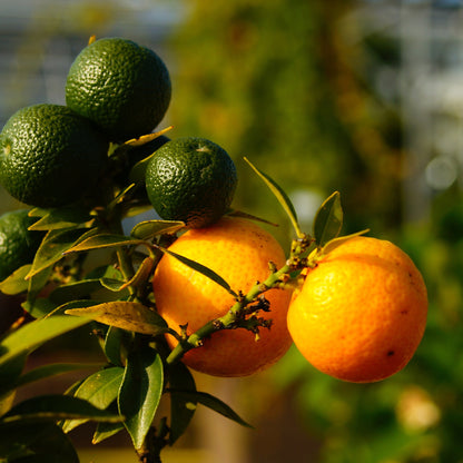 Pianta di chinotto con numerosi piccoli agrumi e foglie verde scuro