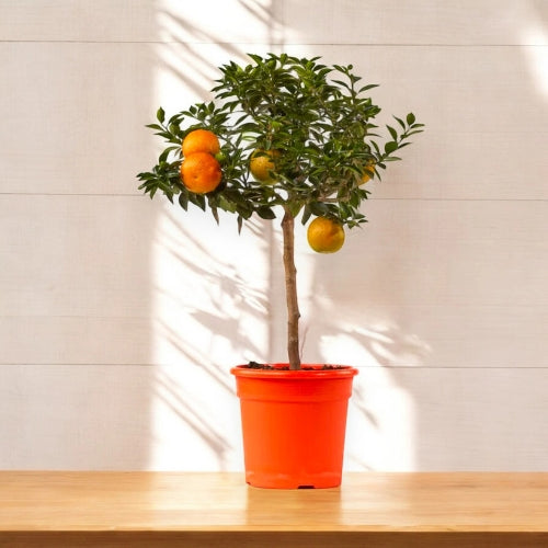 Chinotto coltivato in clima mediterraneo con piccoli frutti arancioni