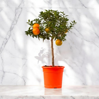 Chinotto in vaso ideale per terrazzi in clima mediterraneo