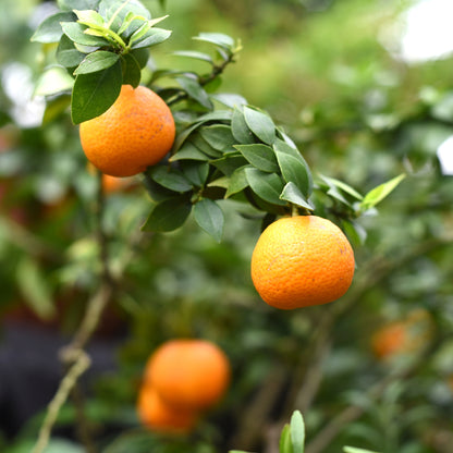 Pianta di chinotto dal fogliame denso con frutti arancioni decorativi