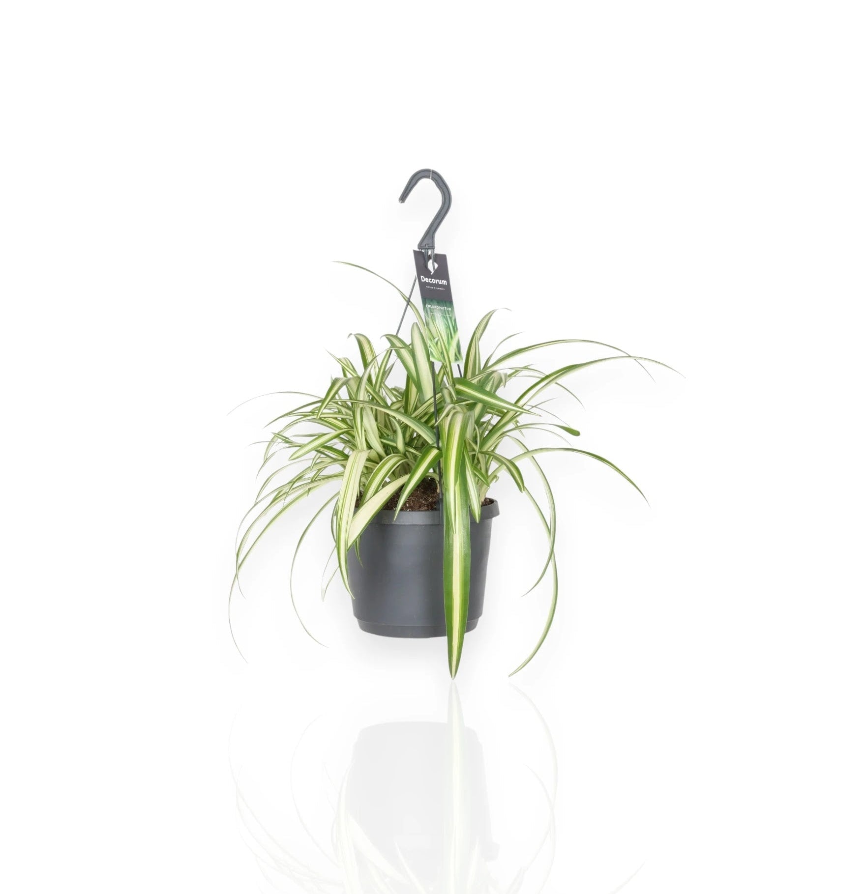 Chlorophytum comosum 'Variegatum'