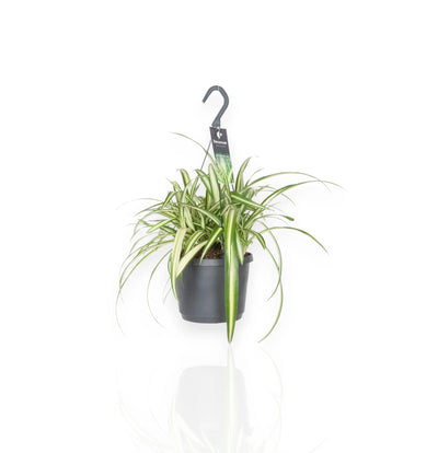 Chlorophytum comosum 'Variegatum'
