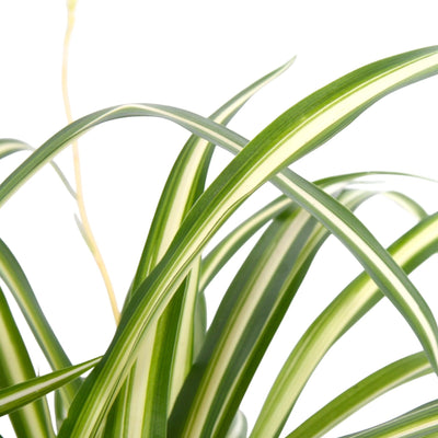 Chlorophytum comosum 'Variegatum' dettaglio