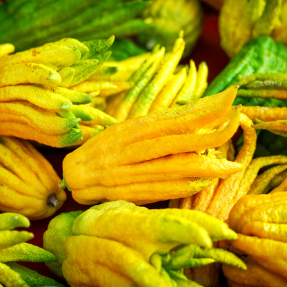 Grandi frutti gialli decorativi di Mano di Buddha