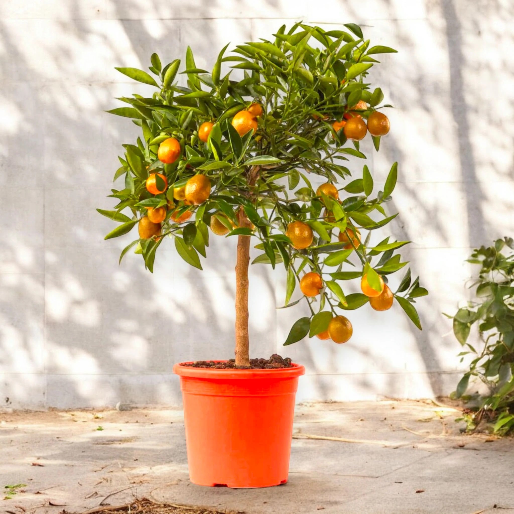 Pianta di Kucle, ibrido di Citrus japonica e Fortunella, con piccoli frutti