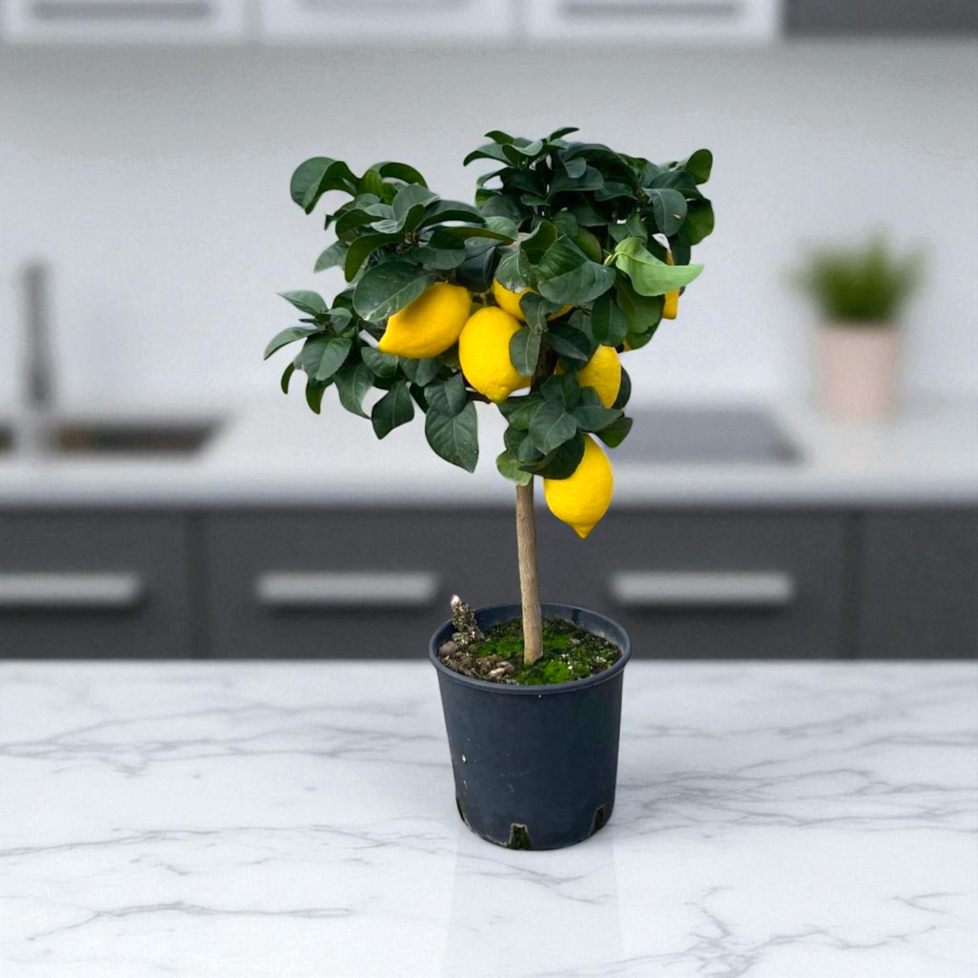 Pianta di limone Femminello in cucina