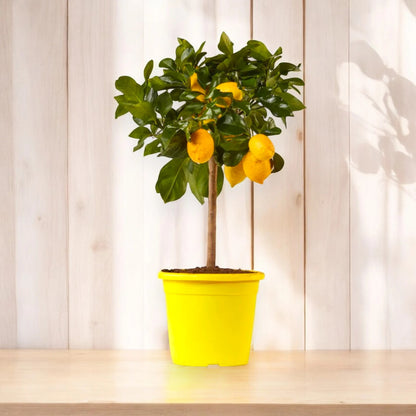 Limone Amalfitano in vaso con agrumi allungati e foglie verdi