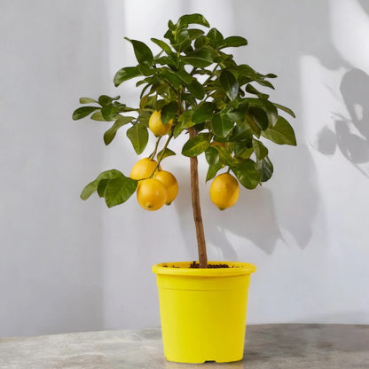 Limoni gialli Siracusano appesi ai rami di una pianta di agrumi