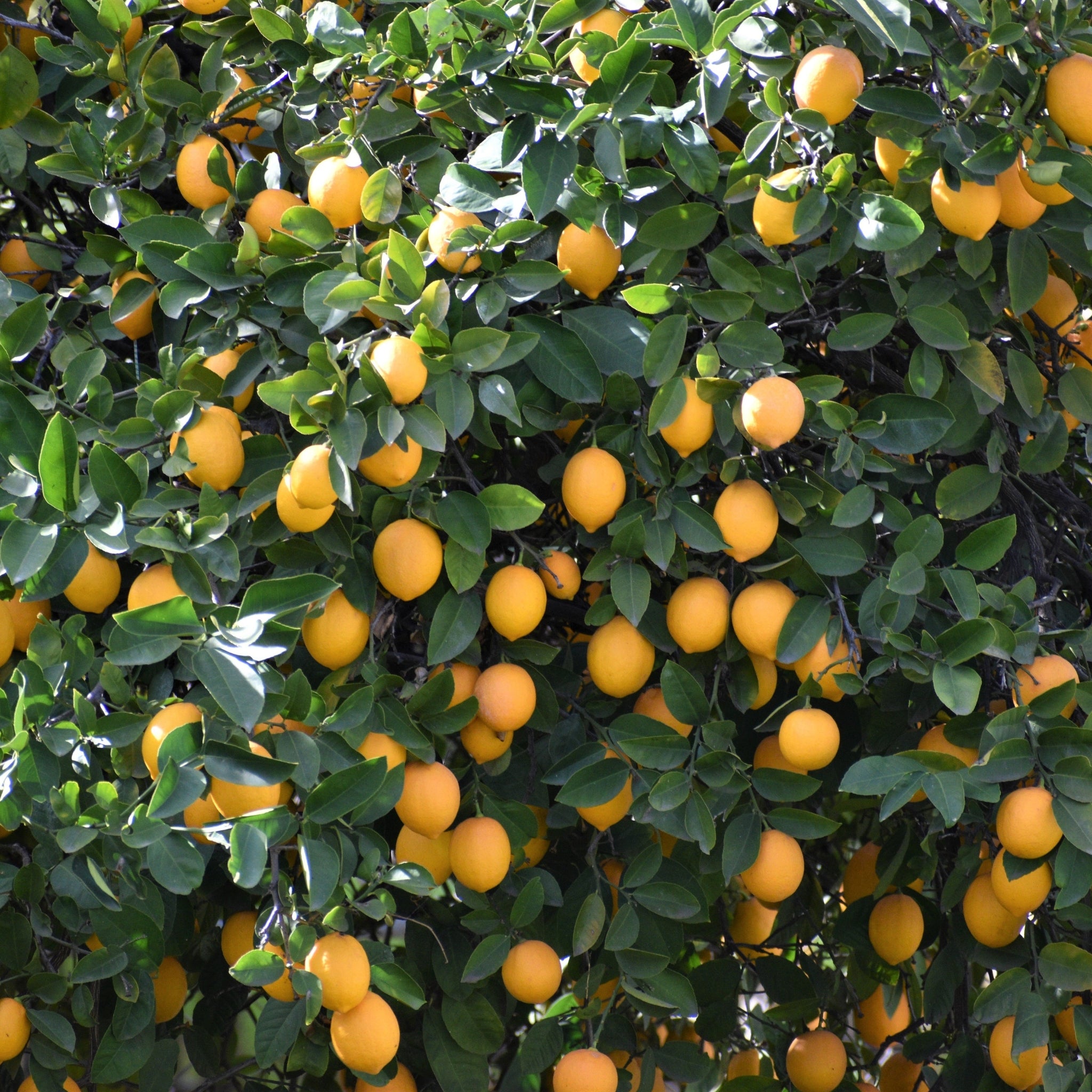 Rami di limone Siracusano con agrumi gialli e vegetazione verde rigogliosa all’aperto