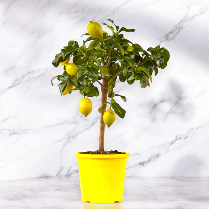 Limoni maturi di zagara su albero di Citrus limon ‘Zagara Bianca’