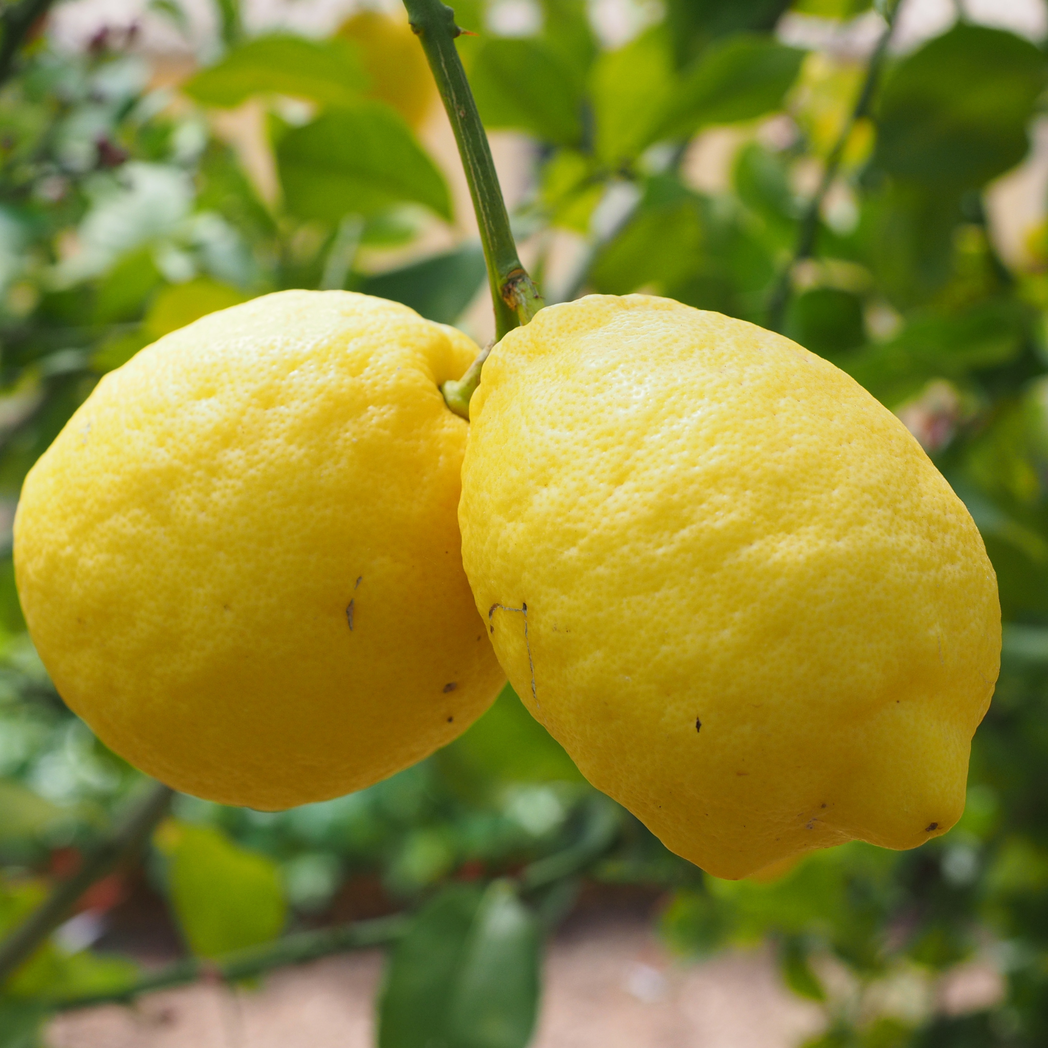 Dettaglio di limone Zagara Bianca