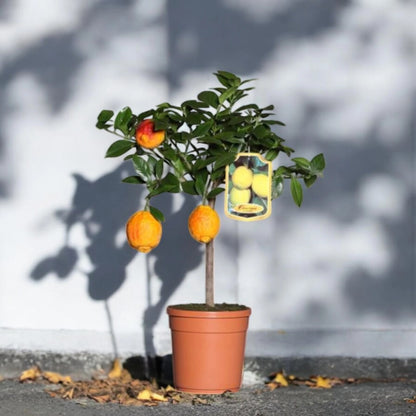 Pianta di limone rosso coltivata in vaso
