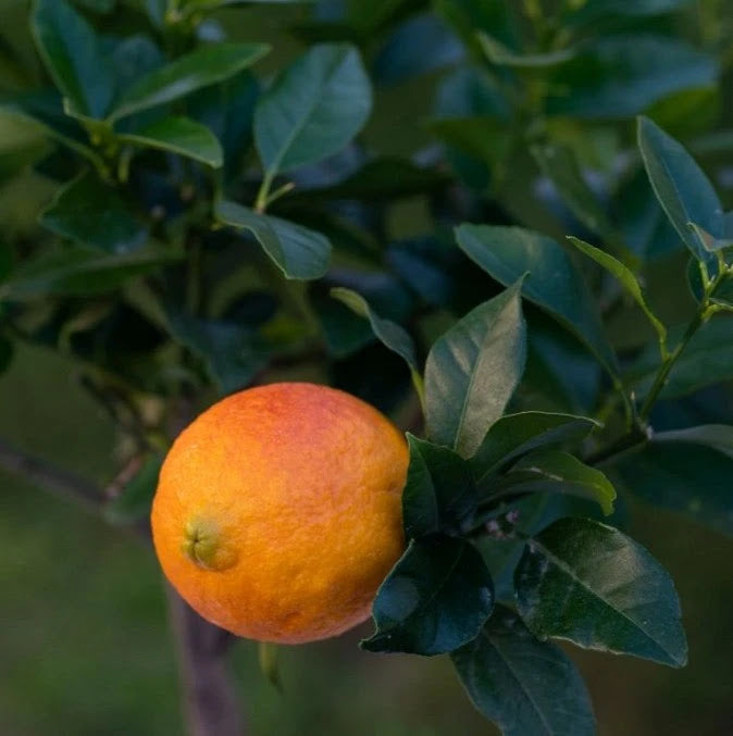 Dettaglio di limone rosso 