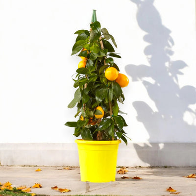 Pianta di limone Meyer coltivata in vaso