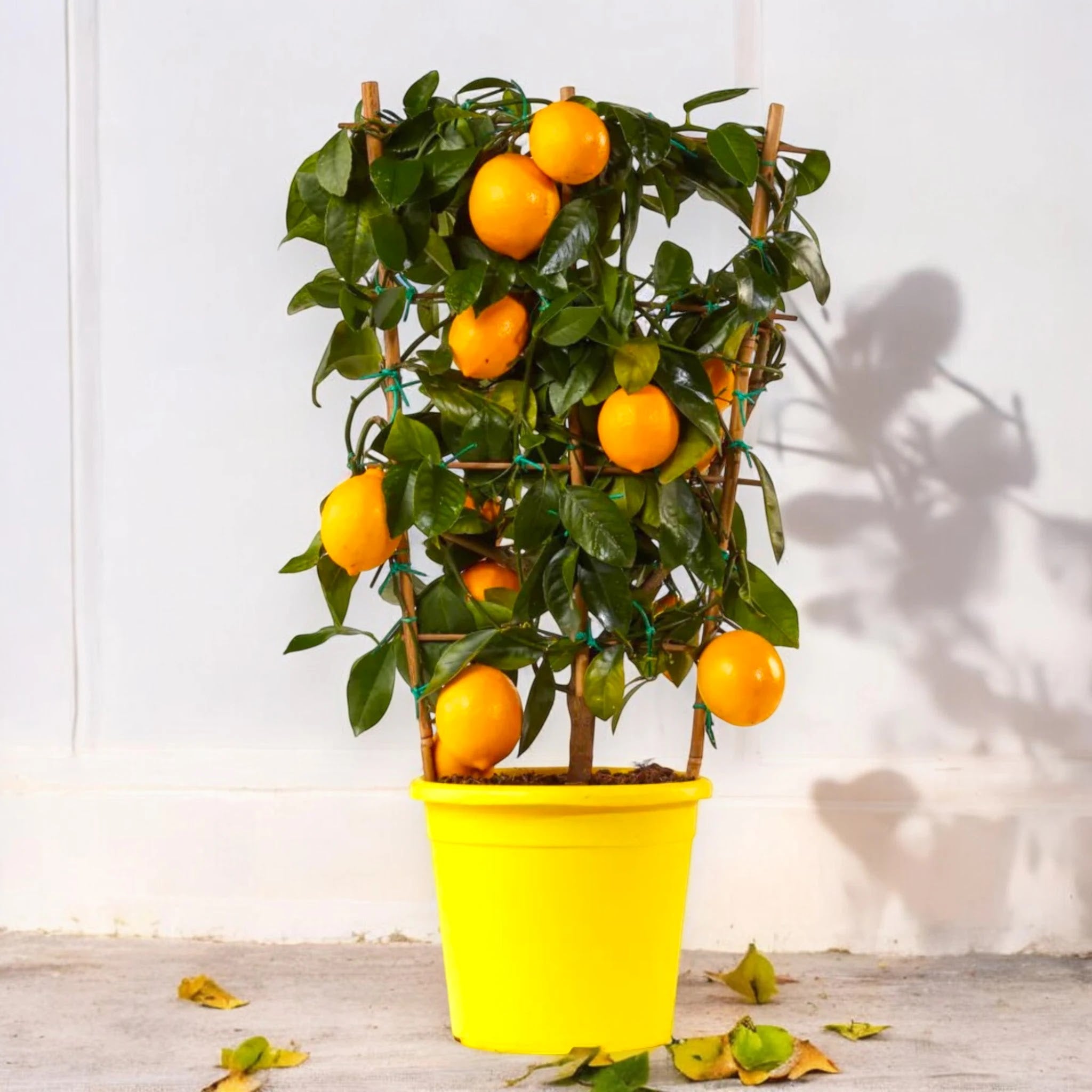 Pianta di limone Meyer coltivata in vaso con frutti maturi