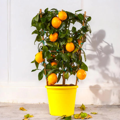 Pianta di limone Meyer coltivata in vaso con frutti maturi