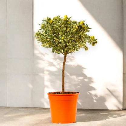 Dettaglio foglie variegate del calamondino con striature crema su verde brillante