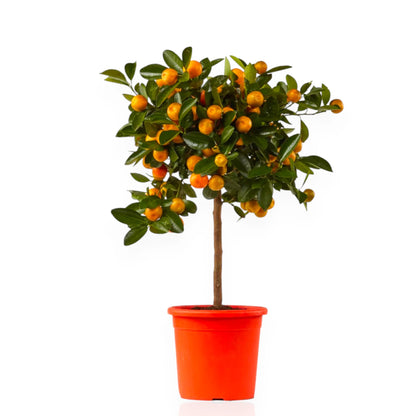Citrus microcarpa ornamentale con frutti arancio e foglie verdi lucide