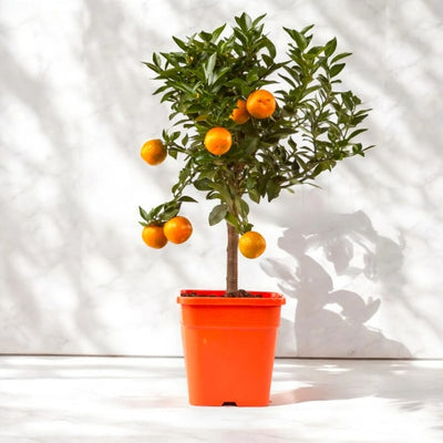 Citrus myrtifolia con piccole foglie lucide e frutti arancioni