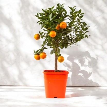 Citrus myrtifolia con piccole foglie lucide e frutti arancioni