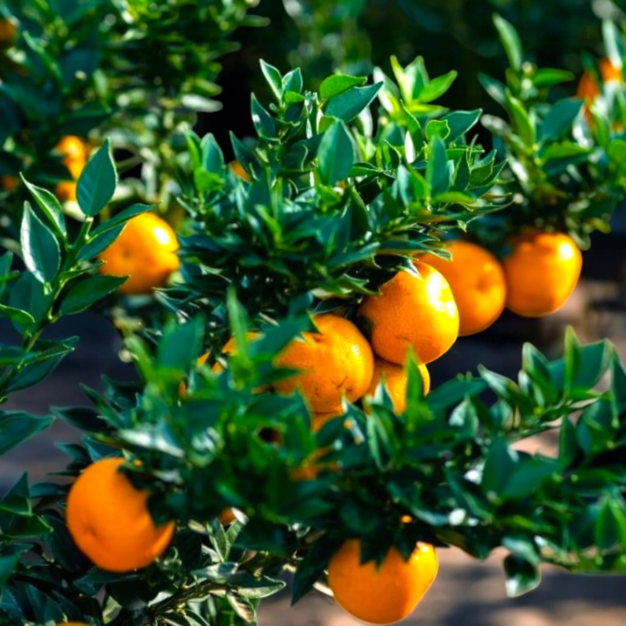 Citrus myrtifolia carico di piccoli agrumi maturi arancioni