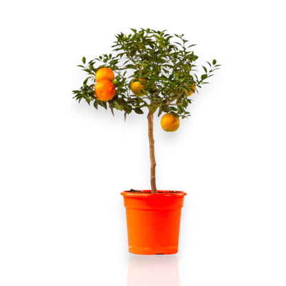 Citrus myrtifolia ornamentale adatta a vaso e giardino