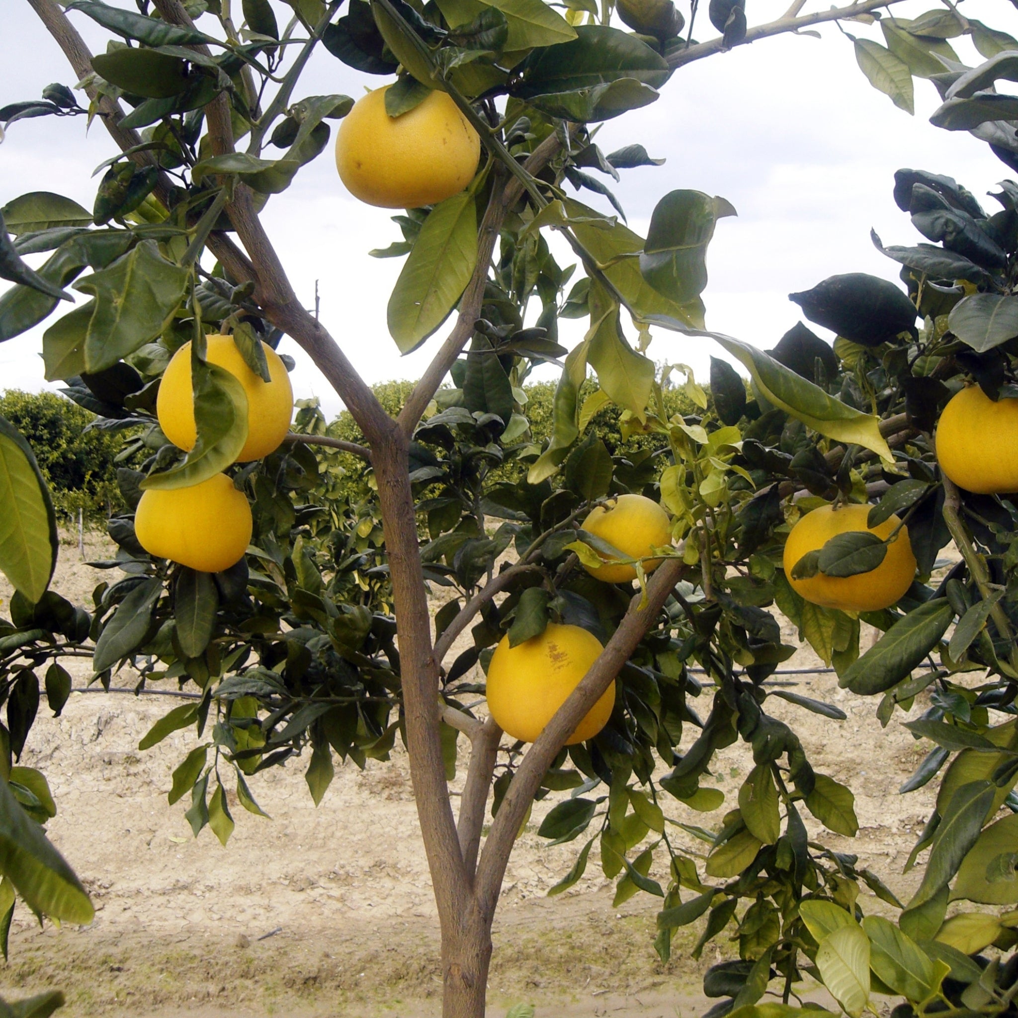 Albero di pompelmo giallo ricco di frutti maturi 
