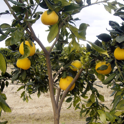 Albero di pompelmo giallo ricco di frutti maturi 