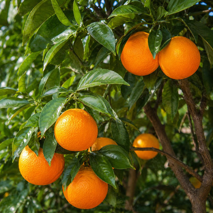 Dettaglio di arance Calabrese mature appese ai rami illuminate dalla luce naturale
