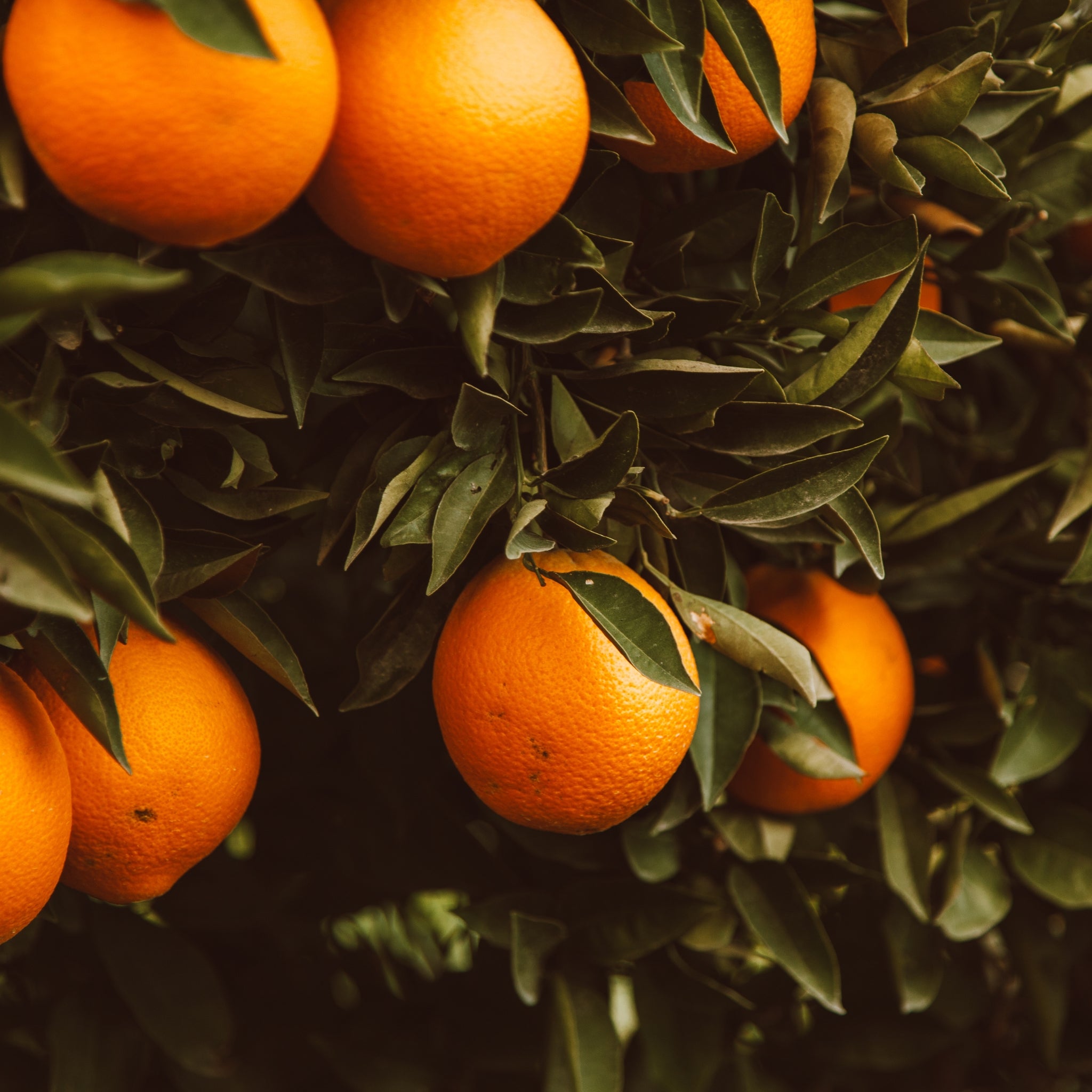 Arancio Sanguinello Citrus sinensis in giardino con frutti maturi e fogliame sempreverde lucido