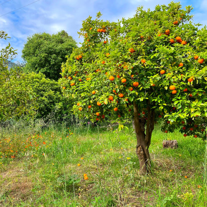 Albero Citrus sinensis ‘Tarocco’