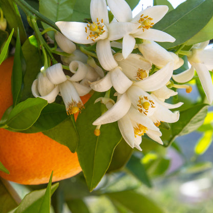 Primo piano di fiori di arancio Valencia