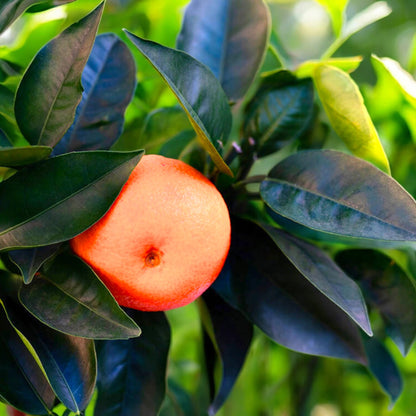 Dettaglio di frutti di satsuma