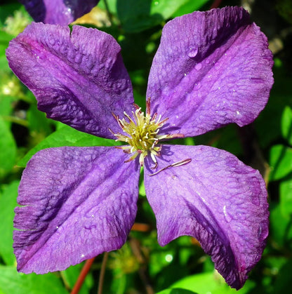 Grande fiore viola di Clematis ‘Jackmanii’