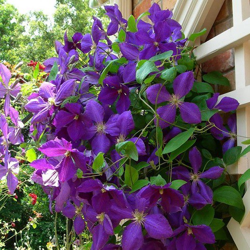 Fiori viola di Clematis ‘Jackmanii’