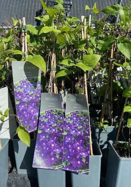 Clematis ‘Jackmanii’ in vaso in vivaio