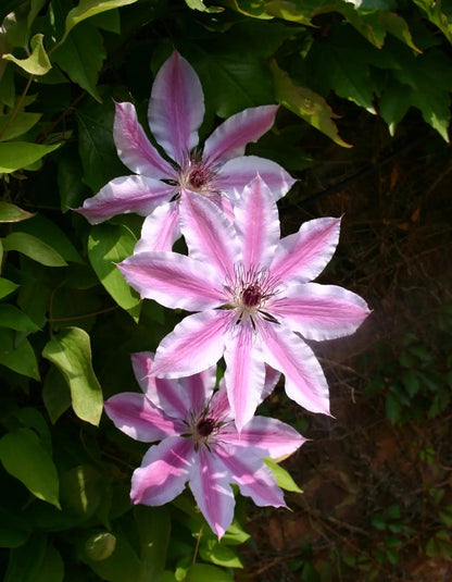 Clematis Nelly Moser rampicante con fiori rosa striati in giardino