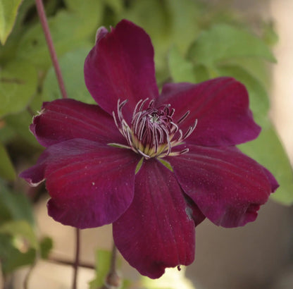 Fiore rosso scuro di clematide