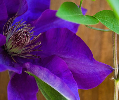 Fiore viola di Clematis ‘The President’ con foglie verdi