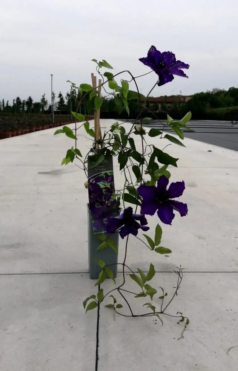 Clematis ‘The President’ con fiori viola 