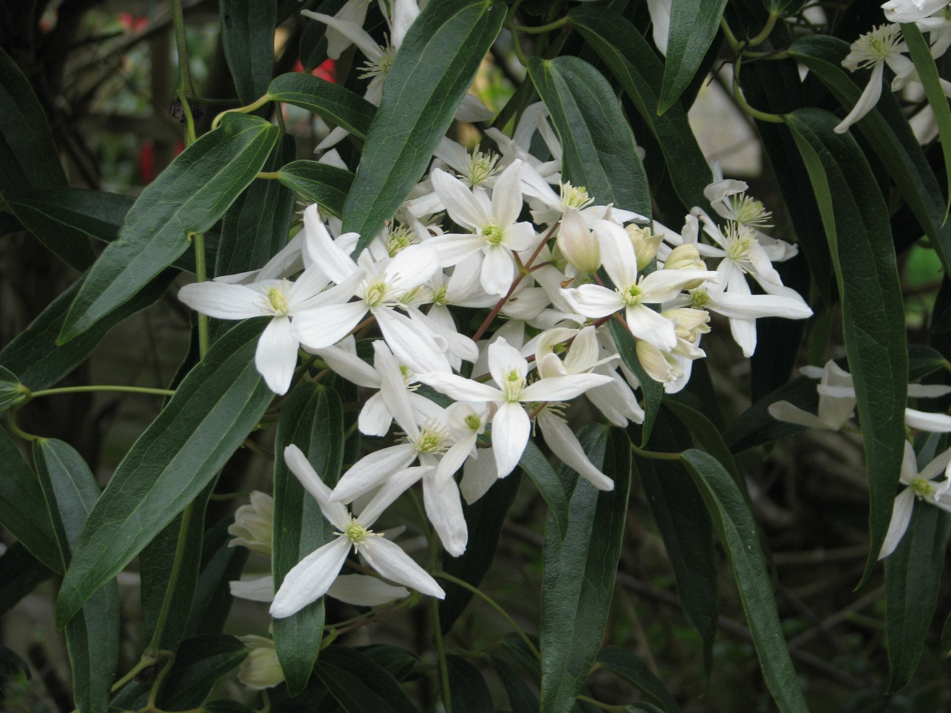 Fiori bianchi di Clematis armandii ‘Snowdrift’